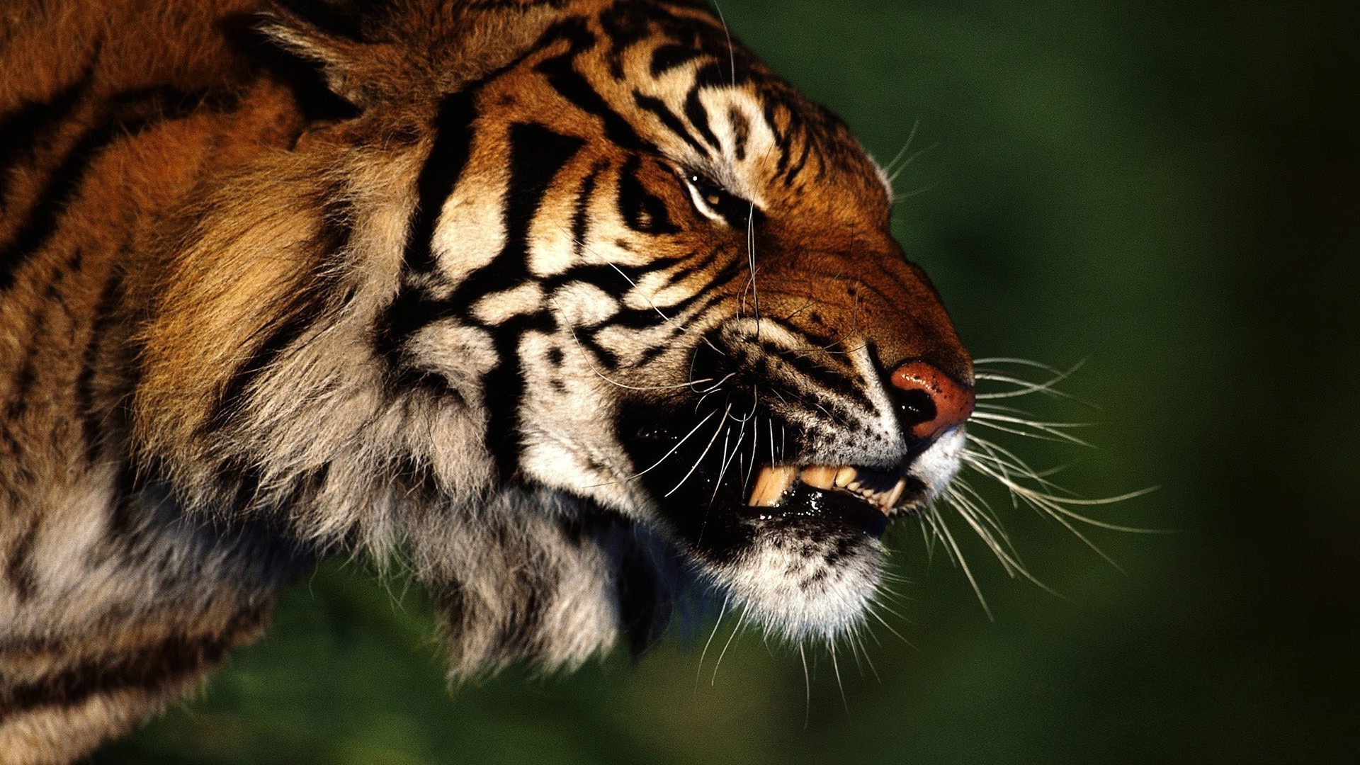 tygrysy dzika przyroda kot tygrys drapieżnik zwierzę ssak myśliwy zoo dziki dżungla portret mięsożerca agresja niebezpieczeństwo duży pasek patrząc futro oko natura