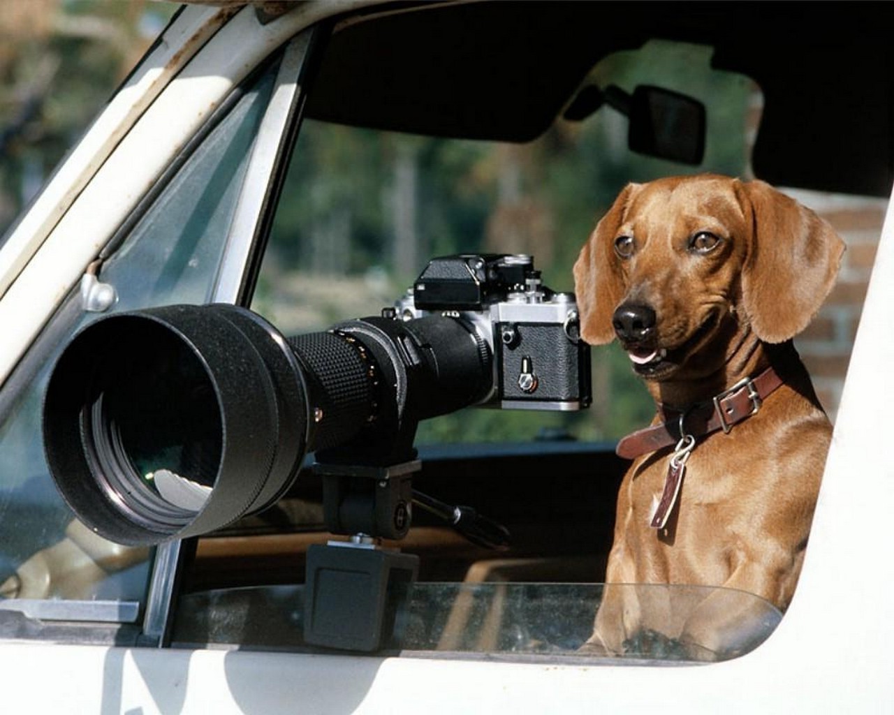 chien chien objectif vue chien animal de compagnie équipement portrait voiture mammifère unique technologie assis zoom extérieur mini-jupe chiot film à l intérieur