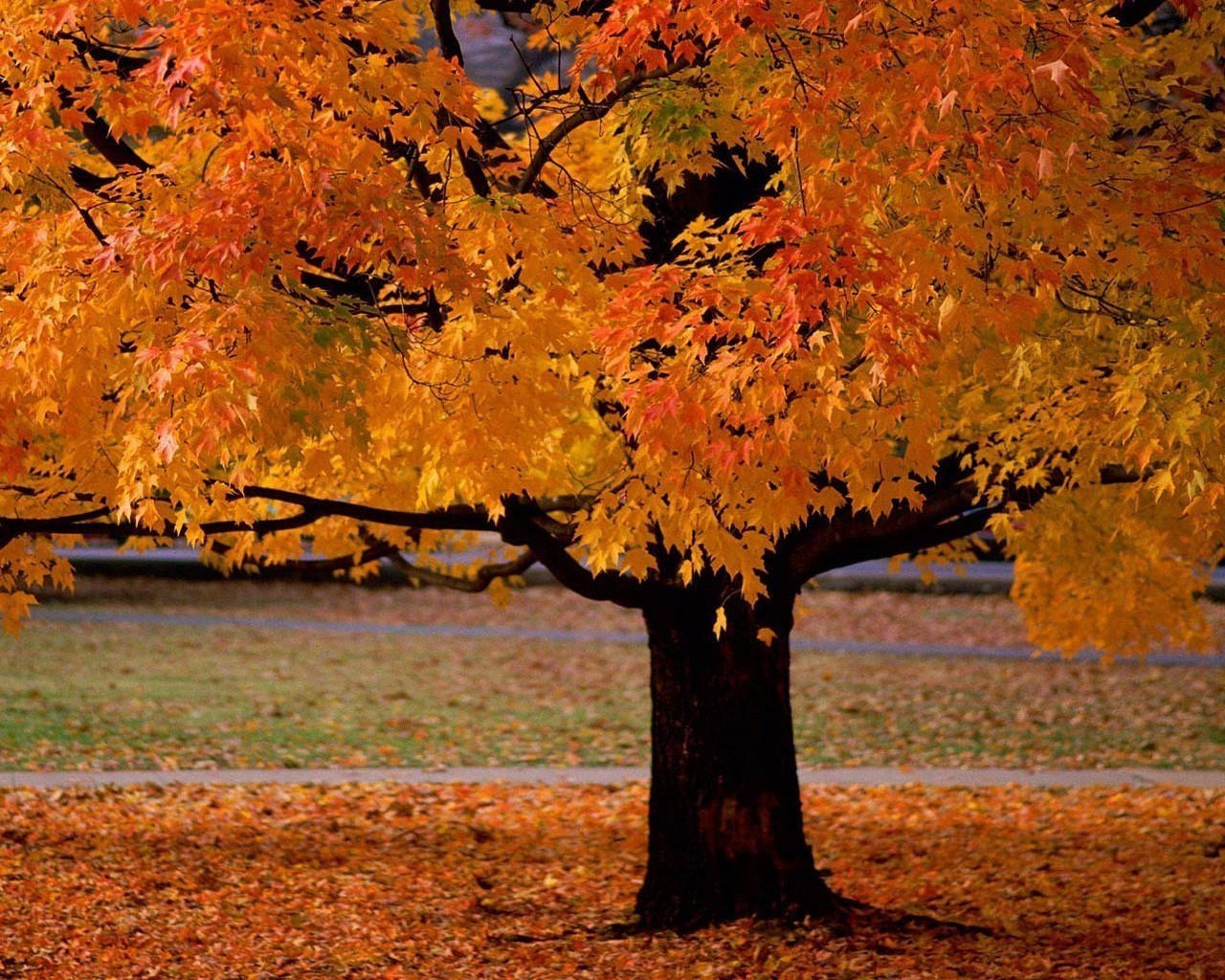 automne automne arbre feuille érable paysage saison nature parc bois scénique à l extérieur changement couleur paysage or lumineux