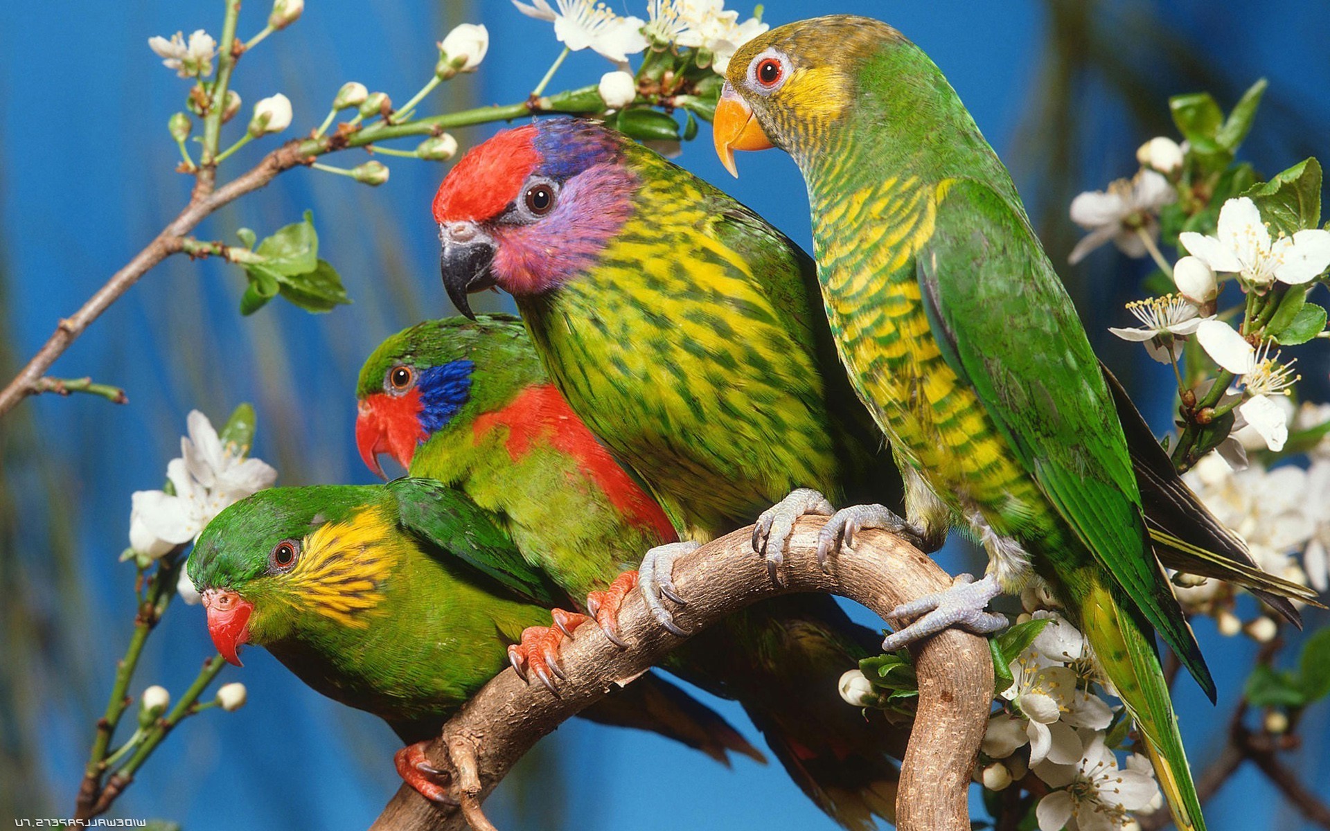 animals parrot bird wildlife nature parakeet wing animal tropical exotic wild feather beak color avian outdoors macaw