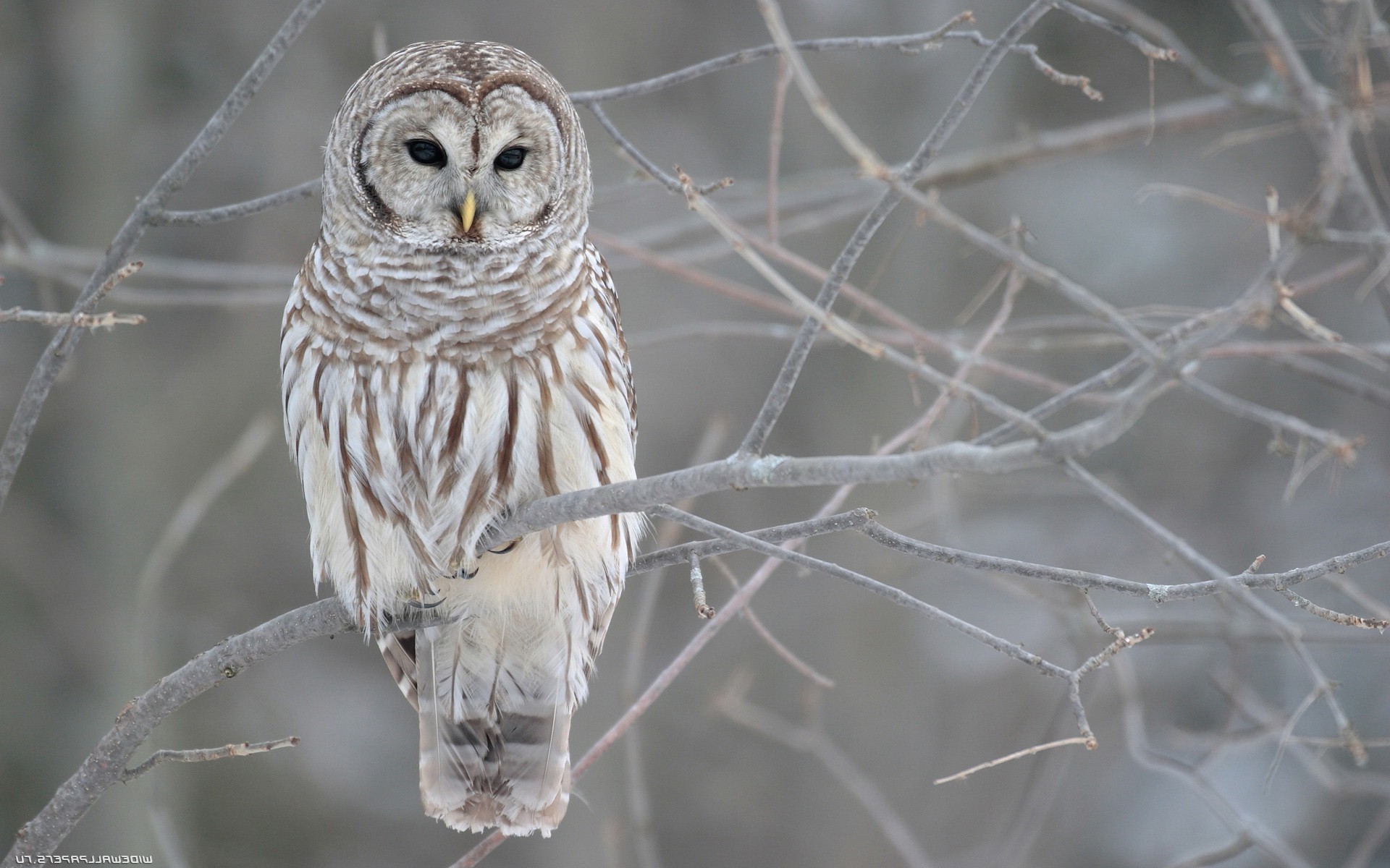 animali uccello fauna selvatica natura animale gufo primo piano inverno selvaggio all aperto albero