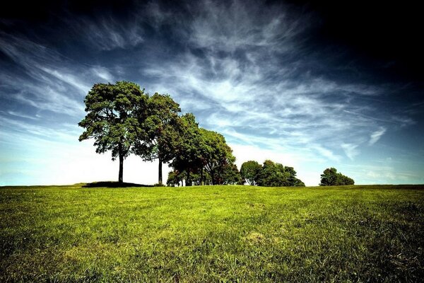 Felder, die mit Gras mit seltener Hirse bewachsen sind