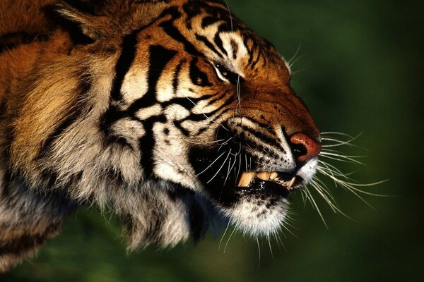 Le sourire prédateur d un tigre dans la nature