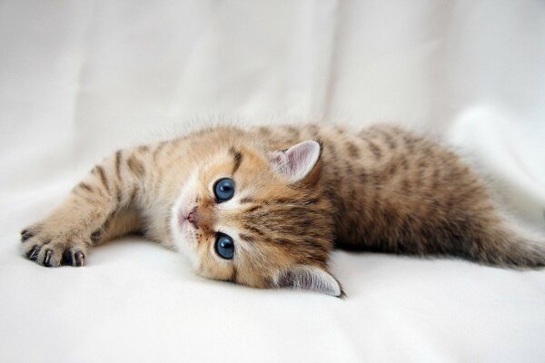 Cute kitten with blue eyes