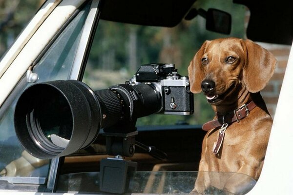 Ein Hund, der den Titel des besten Fotografen beansprucht