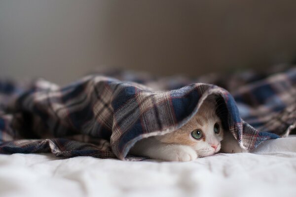 小猫咪躺在毯子下面