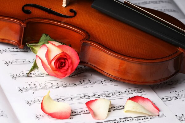 Violin on notes and a red rose