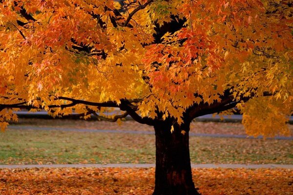 Feuilles jaunes d érable sur l arbre