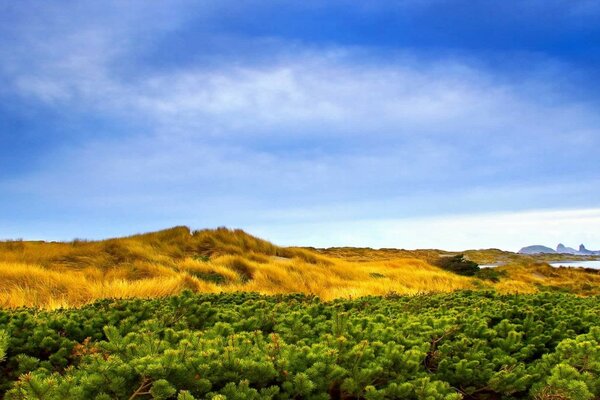 Warm and bright hill next to the forest