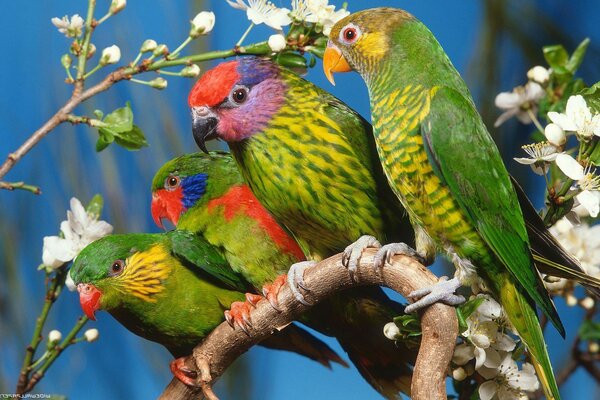 Oiseaux verts assis sur les branches