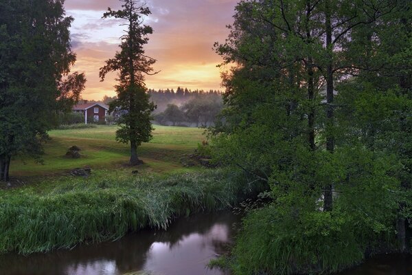 Green forest. A small stream