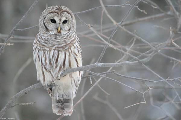 Beautiful owl on a big branch