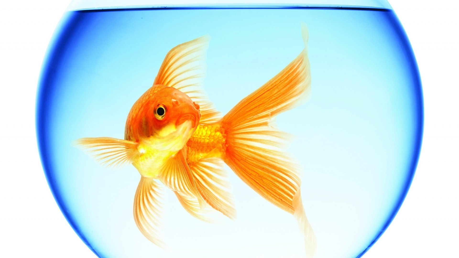 Картинка золотая рыбка эмблема