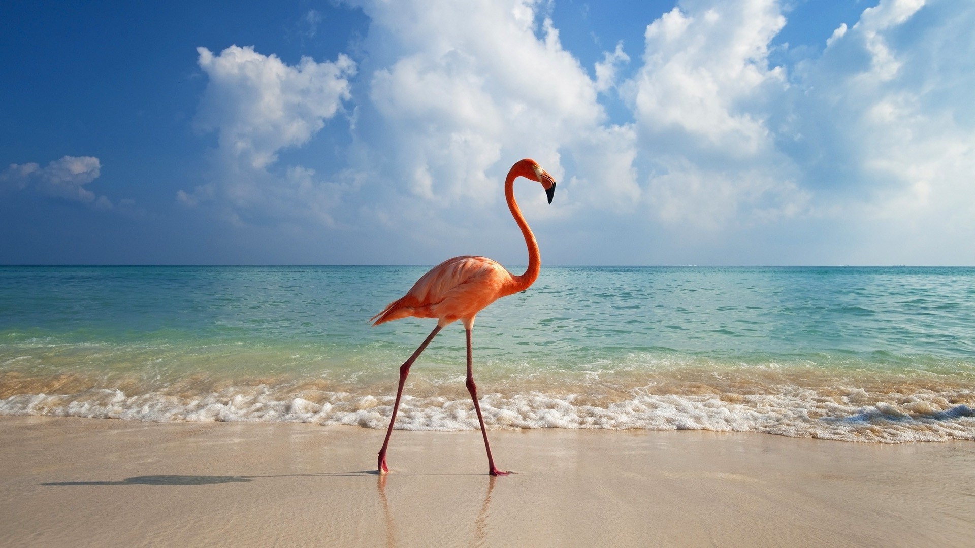 animales playa arena agua mar océano mar tropical verano viajes naturaleza isla vacaciones cielo costa ola paisaje idilio sol exóticos