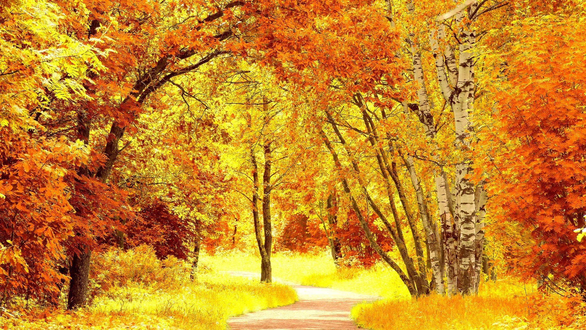 herbst herbst blatt baum ahorn saison landschaft holz natur park landschaftlich gold landschaft straße hell des ländlichen raums landschaft zweig szene gutes wetter guide