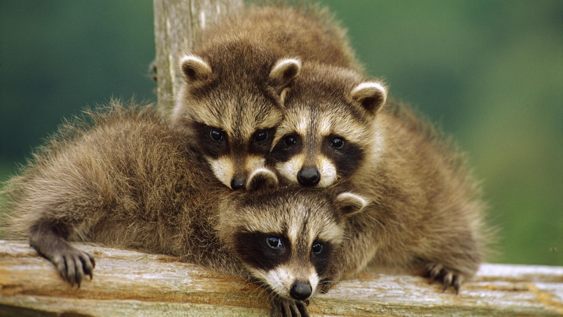 tiere säugetier tierwelt tier niedlich natur wild wenig zoo porträt pelz