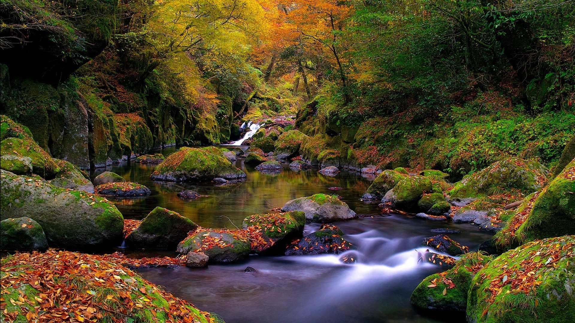 rivières étangs et ruisseaux étangs et ruisseaux automne eau rivière paysage nature feuille bois cascade arbre ruisseau rock voyage montagnes à l extérieur ruisseau luxuriante mousse scénique