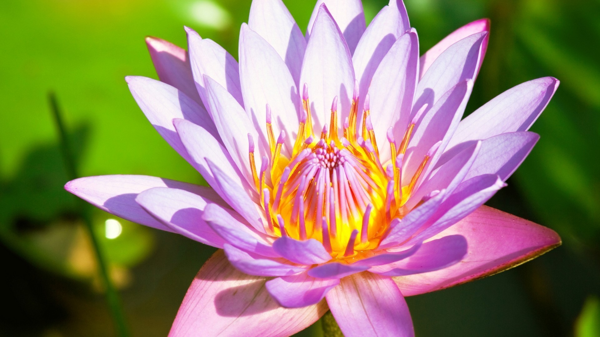 特写 莲花 水 池 睡莲 花 百合 植物群 开花 叶 莲花 热带 花园 自然 神圣 异国情调 禅 冥想 游泳 夏天 宁静