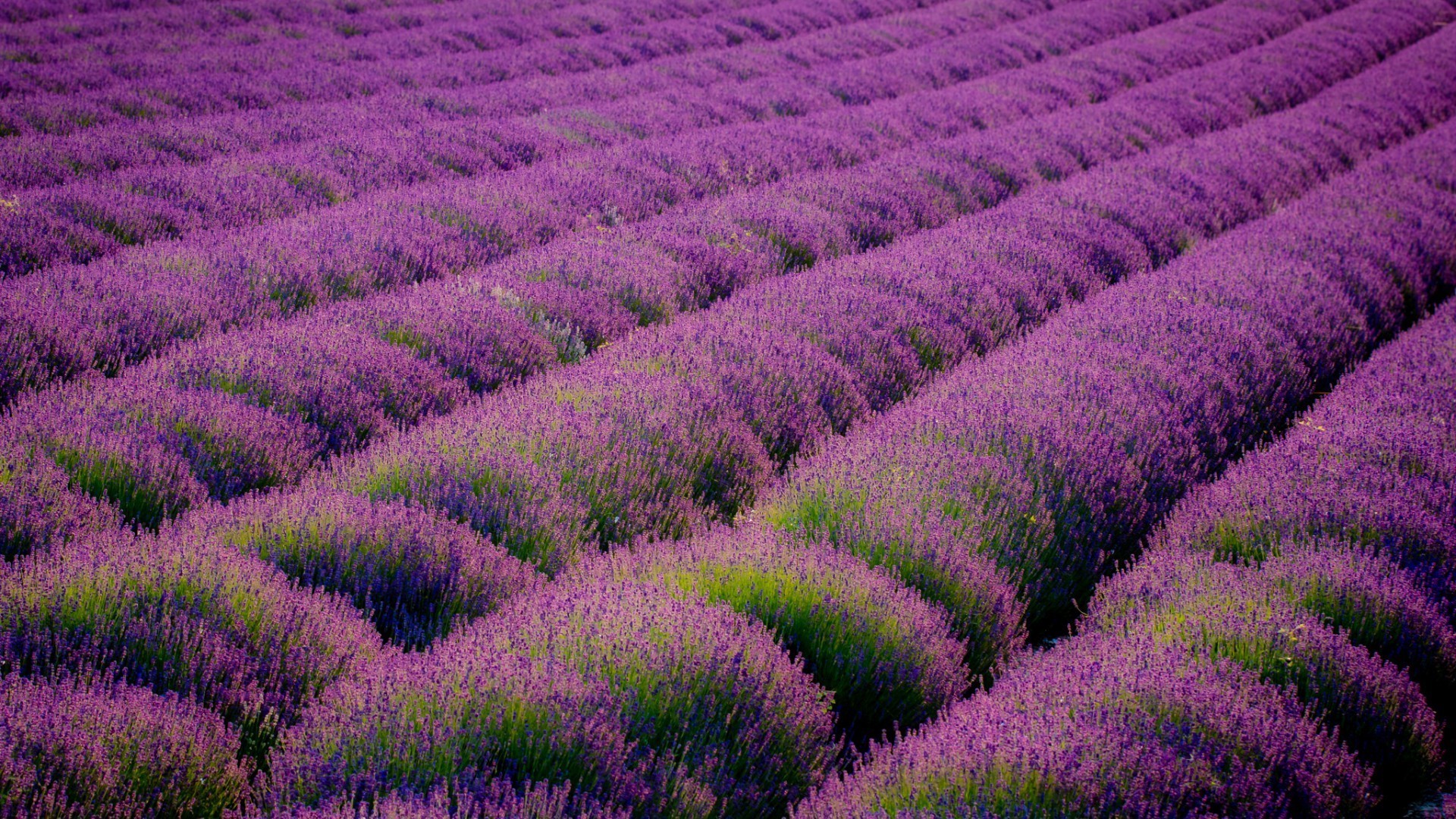 campo di fiori lavanda fiore campo natura abbondanza paesaggio agricoltura violet fattoria profumo all aperto flora campagna rurale colore giardino crescita piantagione