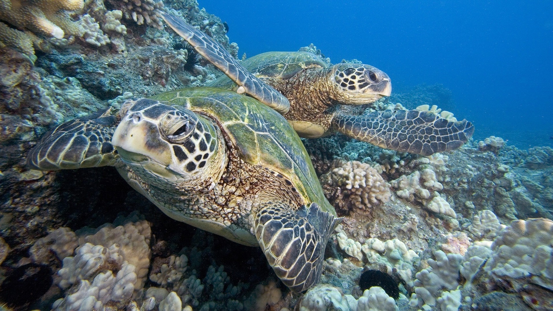 animales tortuga submarino coral mar arrecife océano marina naturaleza gazoo acuático natación buceo vida silvestre buceo agua peces animal tropical concha snorkel