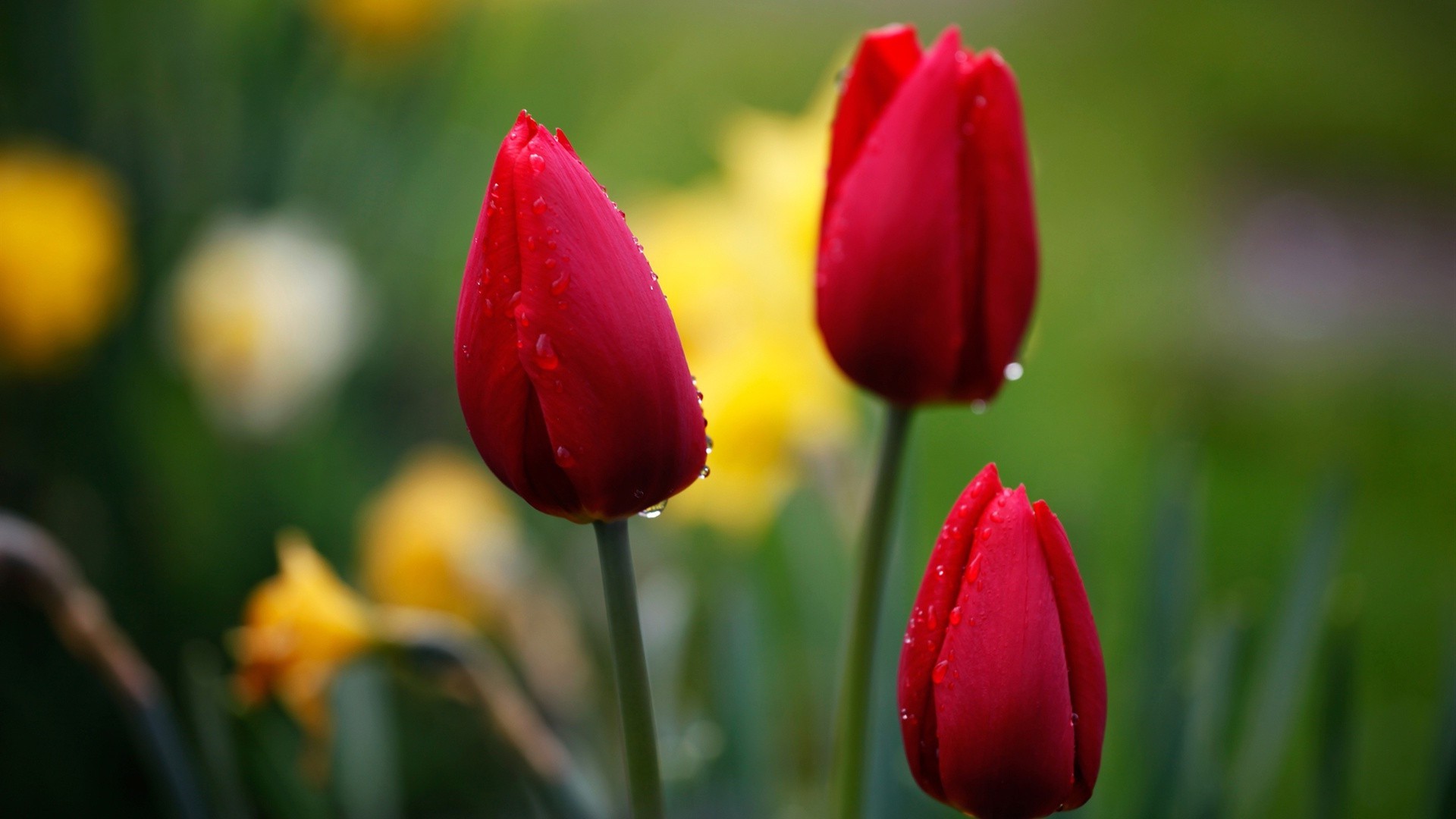 tulipanes tulipán naturaleza flor pascua hoja jardín flora brillante al aire libre crecimiento verano amor floral campo flores color buen tiempo desenfoque ramo