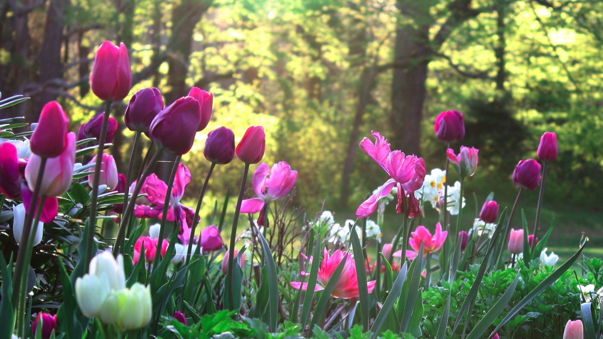 tulips nature tulip flower garden leaf flora summer park color bright season floral blooming petal outdoors easter fair weather growth vibrant