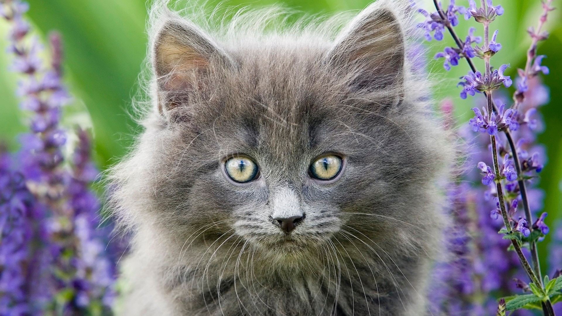 katzen natur katze tier wenig säugetier niedlich fell blume haustier