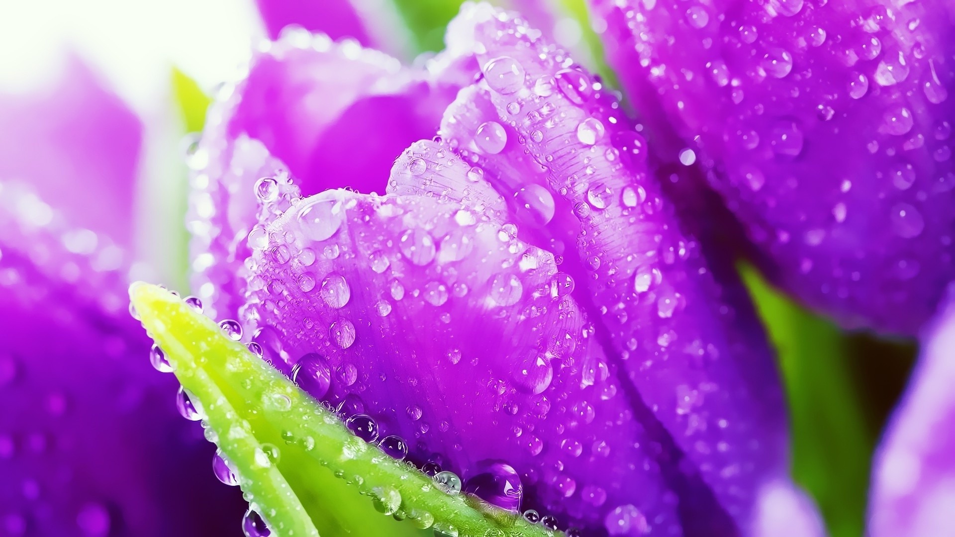 Фиолетовые тюльпаны в саду без смс