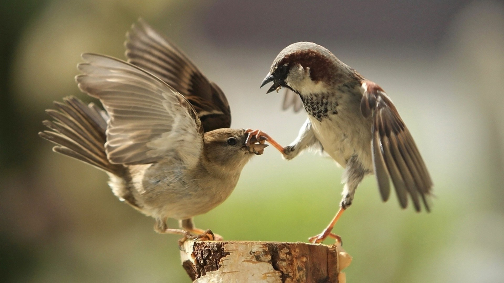 animals bird wildlife animal nature avian beak outdoors wild wing feather sparrow songbird flight fly birdwatching little ornithology one