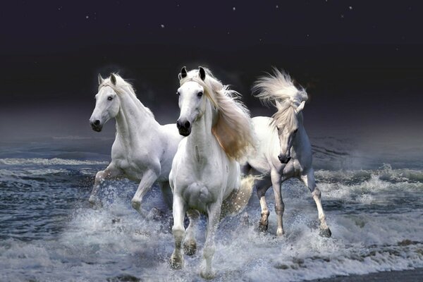 Un trío de caballos blancos en el mar y un fondo estrellado de cielo negro