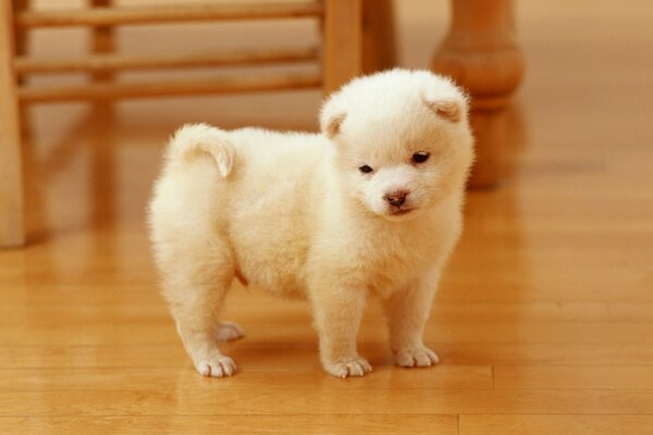 Cucciolo bianco sveglio sul parquet