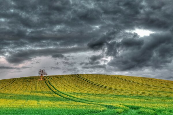 Ein einsamer Baum im gelben Feld