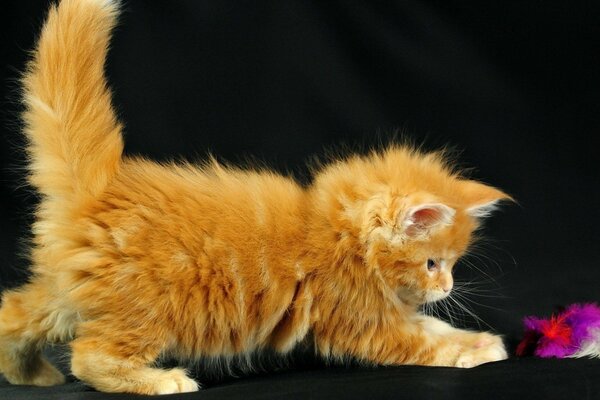 Cute ginger kitten playing