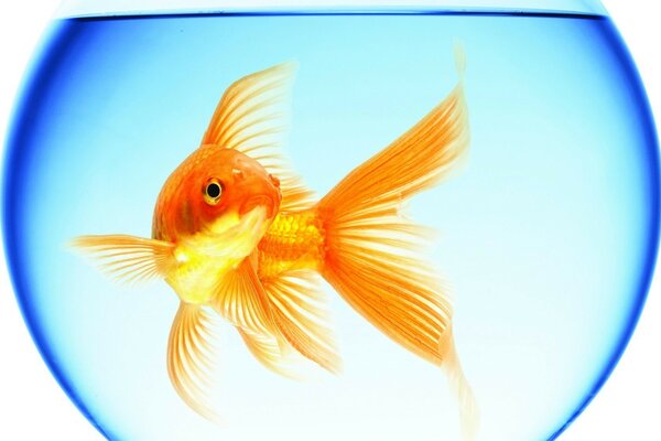 Goldfish alone in the aquarium