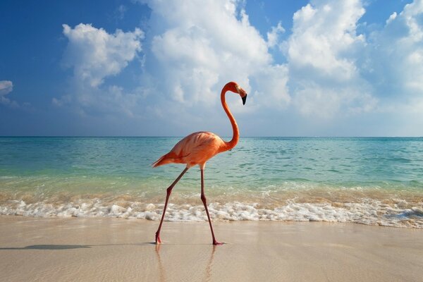 Hermoso pájaro flamenco en la costa