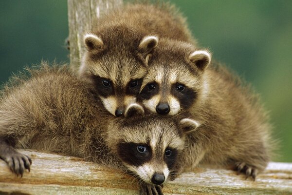 Three cute enoias close-up