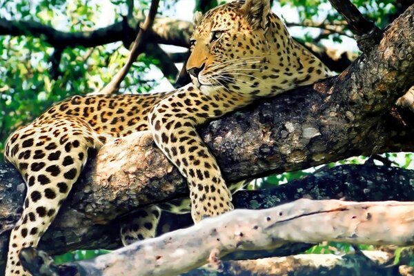 A leopard is resting on a tree. Wildlife