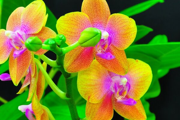 Fiori tropicali bellissimi rappresentanti della flora