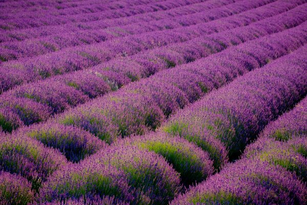 Bellissimo campo di fiori di lavanda