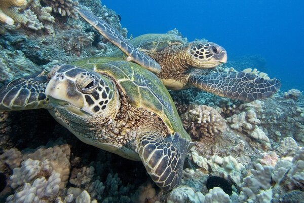 Unterwasser-Meerestiere - Schildkröten