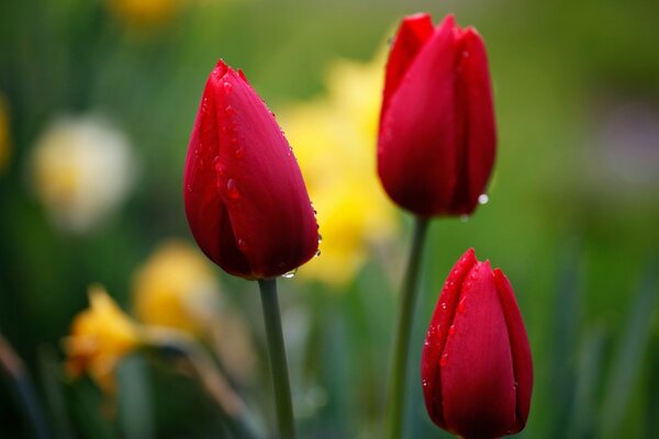 Tulipas vermelhas com gotas depois da chuva