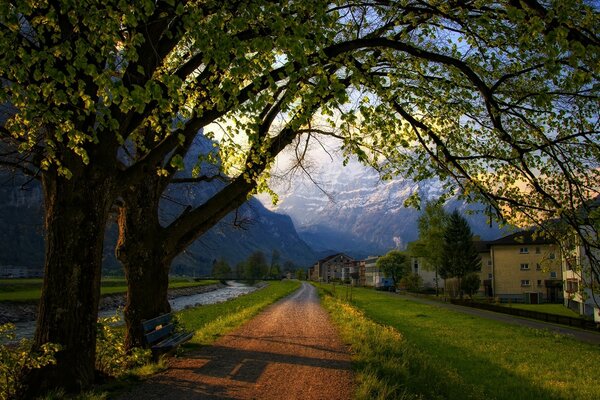 Arbres sur la route qui va dans le ciel