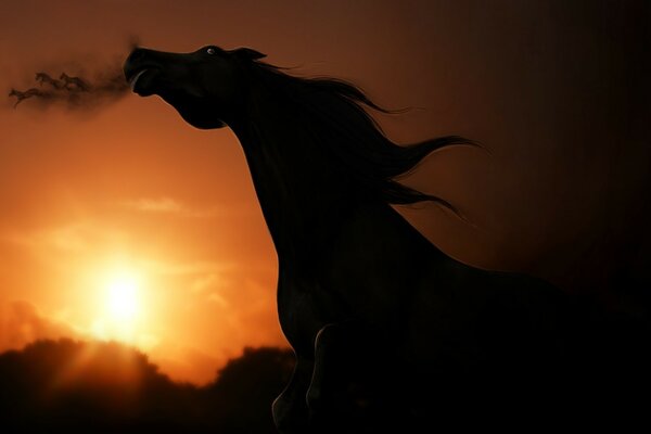 Silhouette d un cheval en mouvement au coucher du soleil