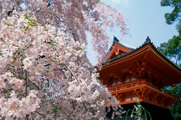 Beautiful cherry blossoms on trees