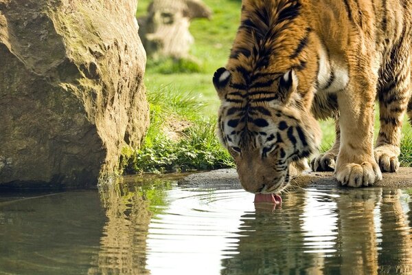 Der Tiger lackt Wasser aus dem See