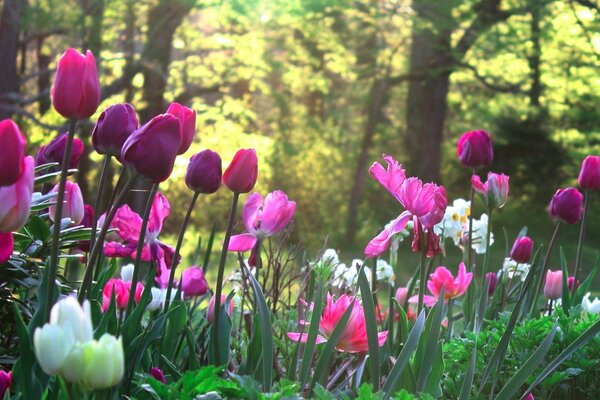 Los tulipanes rosados florecen en la naturaleza