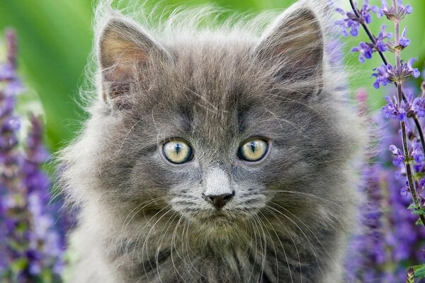 A domestic cat walks in the field