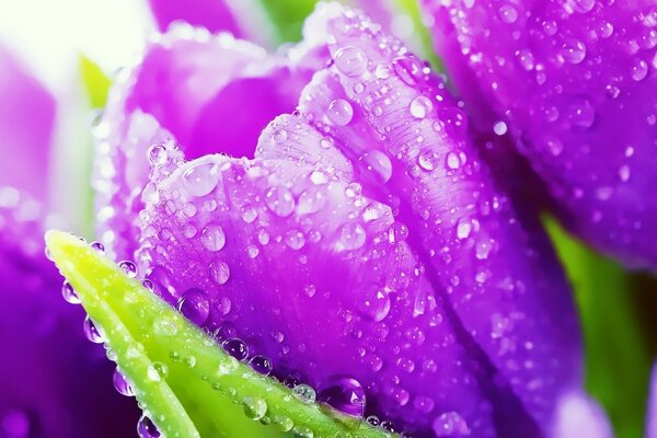 The tulip is approached by dew drops