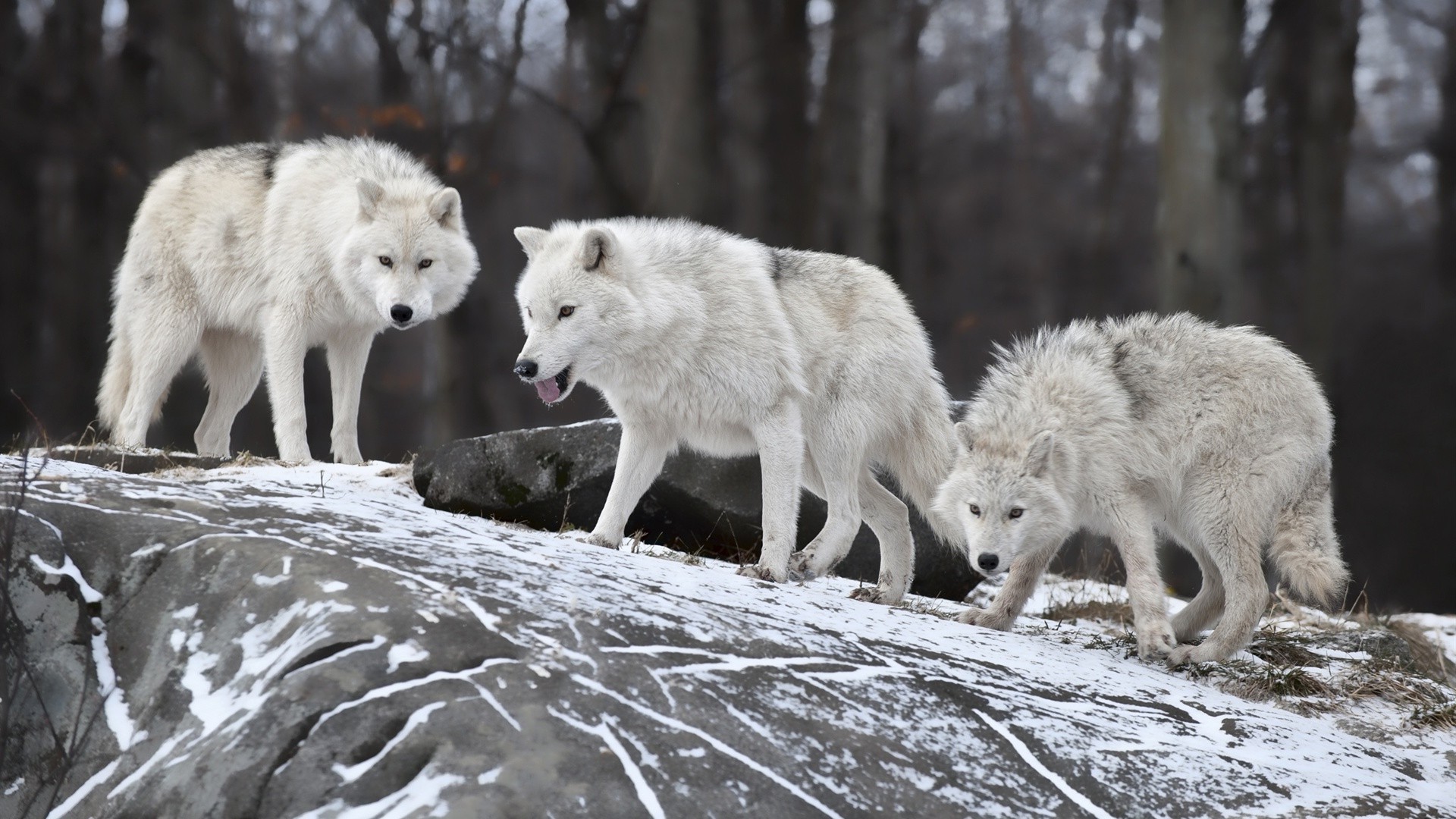 animales lobo frosty mamífero vida silvestre depredador canino naturaleza polar nieve salvaje carnívoro invierno animal al aire libre perro canis gris pelaje peligro