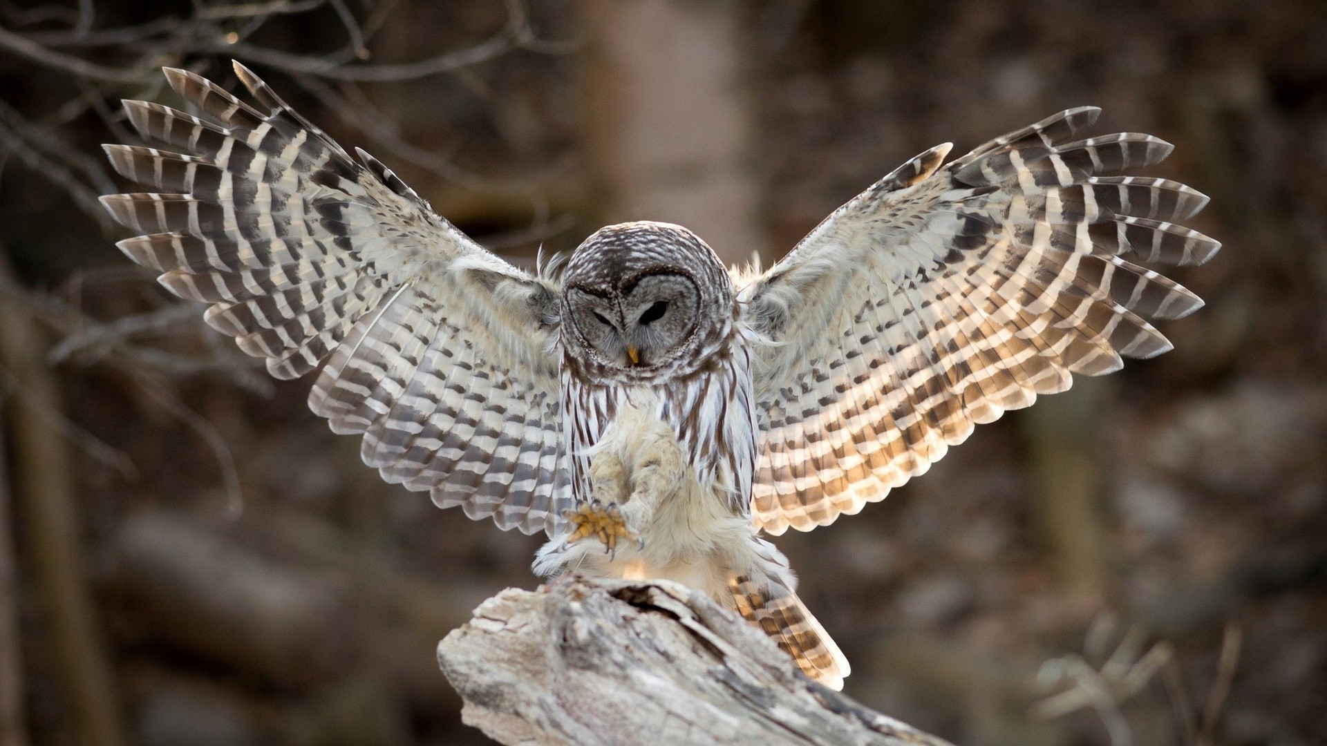 animali natura uccello fauna selvatica animale selvaggio rapace predatore preda gufo piuma primo piano testa ala cacciatore aquila vicino